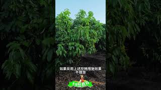 冬季荔枝桂味控梢殺梢分享：多效唑乙烯利磷酸二氫鉀Winter Lychee Cinnamon Flavor Control and Killing Sharing Polychlorazole [upl. by Ramyar]