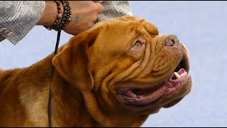 Dogue de Bordeaux in a dog show [upl. by Baillieu21]