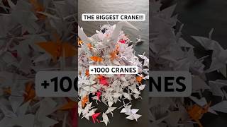 THE BIGGEST ORIGAMI CRANE TUTORIAL  DIY FULLSIZED ORIGAMI CRANE STEP BY STEP 1000 ORIGAMI CRANES [upl. by Cirdec]