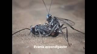 Parasitic Wasps Evania as Parasitoids of Cockroaches [upl. by Stephen]