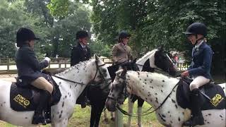 Regional Showjumping Championships  Bicton [upl. by Cohen]