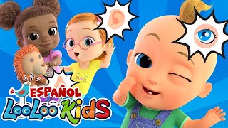 👁️👂 Cinco Sentidos  LooLooKidsEspanol 🎶  Canción Educativa y Divertida para Niños Pequeños 🌟 [upl. by Avrom890]