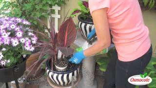 Garden Design Canna Spiky Cordyline Calibrachoa [upl. by Assetnoc344]