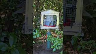 Bellbirds take turns at feeding station birds NZendemic wildlife NewZealandBirds bellbird [upl. by Otinauj]