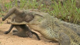 Unlucky Monkey Attacked by Crocodile while Drinking Water [upl. by Greta]