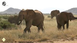 Samburu Safari 2012 extended Version [upl. by Bald]