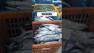 Premium Mackerel at the Fish Market Top Pick for Export 🐟🔥 mackerel fishmarket [upl. by Yak]