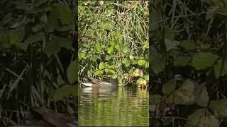 Common Moorhen  Чаротніца birds urbanbirding nature birdwatching [upl. by Terr]