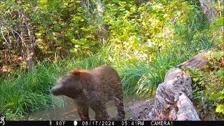 bear and cub in pond together 17Aug2024 [upl. by Niltyak]