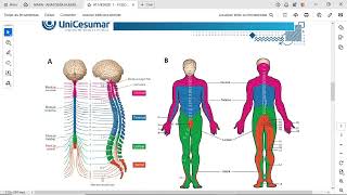 ATIVIDADE 1  FISIOLOGIA HUMANA  542024 [upl. by Nymassej]