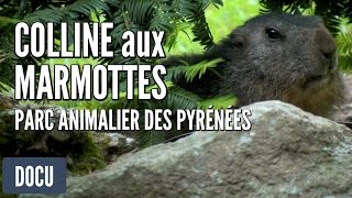 Parc Animalier des Pyrénées  Colline aux Marmottes [upl. by Aindrea36]