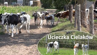 Ucieczka Cielaków z pastwiska  Białogrzbiete [upl. by Rutan]