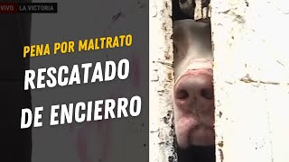 Rescate de perrito encerrado en negocio  rescate de animales Sanción de cárcel por maltrato animal [upl. by Ardnassac]