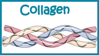 Collagen  Structure classification biosynthesis and clinical importance [upl. by Sheldon286]