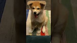 Cute Akita Inu puppy 🧡 The cutest video ever 🐾 Living with akita [upl. by Tarsuss]