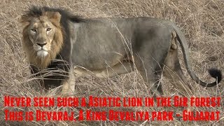 Never seen such a Asiatic lion in the Gir forest  This is Devaraj A King of Devaliya park Gujarat [upl. by Derayne552]