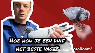 Hoe hou je een duif het beste vast  Postduiven [upl. by Johan]