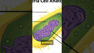 Antibiotics Explained [upl. by Eloccin447]