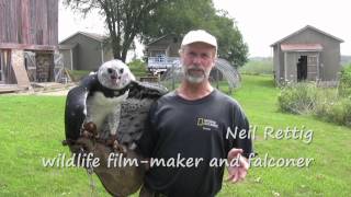 Neil Rettig part 2 Jealous eagle will attack falconers wife [upl. by Nels755]