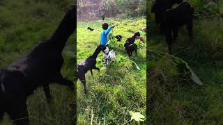 Ha karike bakri chara bata short video [upl. by Sotsirhc]