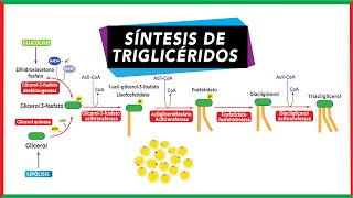 Síntesis de triglicéridos Lipogénesis  Metabolismo [upl. by Lidstone297]