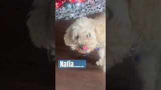 MALTIPOO VLOGchickenbonedogbones maltipoo maltipoovlog maltipooshorts maltipoolife puppy [upl. by Tnilf171]