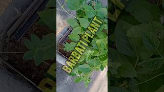 Barbati plant on my terrace garden [upl. by Releehw]