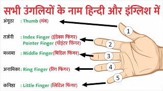 हाथ की पांच उंगलियों के नाम क्या है Five Finger Name in Hindi and English  Daily use english words [upl. by Heymann812]