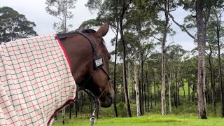 Willinga Park CPEDI  Groom Vlog [upl. by Alcot]