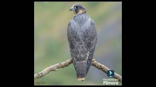 PEREGRINE FALCON SPEED 390KULOMETER DR SKSINGH CHANNEL JAI SHREERAM [upl. by Urdna]