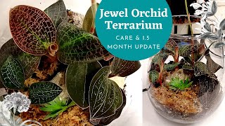 New Jewel Orchid Terrarium  UPDATE amp CARE [upl. by Modestia467]