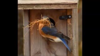 Eastern Bluebirds Nesting [upl. by Newell]