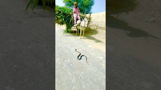 The snake is passing on the road and the donkey stoppednaagokidunia01 snake cobra roadsnake [upl. by Hannahoj426]