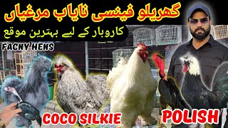 Top Quality Fancy Chickens For Sale  Siklie  Coco Silkie  Polish Hens  Madgascar Aseels  Prices [upl. by Anahcar196]