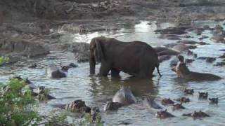 Hippo vs Elephant Tanzanie 2009 [upl. by Gonroff]