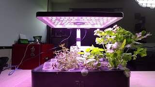 iDOO 12Pods Hydroponics Growing System update [upl. by Dulcy]