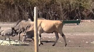 Animais africanos no Alentejo [upl. by Yrtnej]