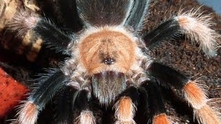 Tarantula Picture Collection Video 7 [upl. by Aileduab]