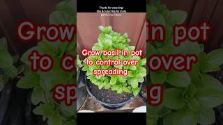 Garden tips 2  Grow basil in pot to prevent over spreading gardening basil herbs [upl. by Gaylor705]