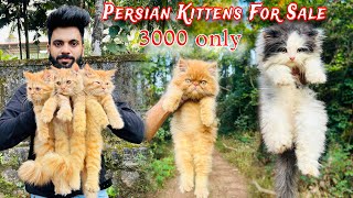 Persian Cats For Sale  Persian cat price in india  persian cat  cats for sale  cats for life [upl. by Nichy]