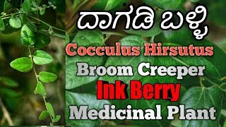 ದಾಗಡಿ ಬಳ್ಳಿ Cocculus Hirsutus Broom creeper Ink Berry [upl. by Keri713]