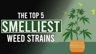 The 5 SMELLIEST CANNABIS Strains in the World [upl. by Ahsito]