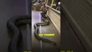 The Biggest Snake in the World 🐍😱 [upl. by Werra410]