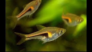 Trigonostigma espei – Lambchop Rasbora mating [upl. by Delgado684]