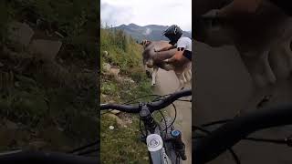 Cyclists Crash After Cow Comes in Their Way  1533300 [upl. by Pedersen]