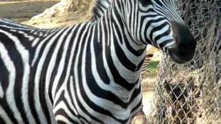 Zebra at Zoo [upl. by Tloc]