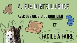 5 jeux d’intelligence pour chien à créer facilement [upl. by Alvira233]