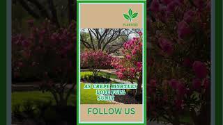 How to Plant Young Crepe Myrtles plant indoorplants garden houseplants gardening gardenplant [upl. by Lossa577]