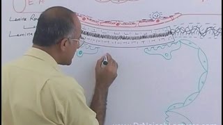 Function of Nephron in Kidney  Regulation of GFR  Renal System Physiology [upl. by Karlise]