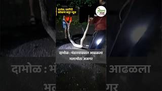 Dabhol  दाभोळ भंडारवाड्यात आढळला भलामोठा अजगर  kokan katta news  dabhol ratnagiri snake shorts [upl. by Steffi]